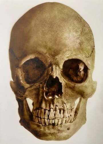 Customer photo review of Classroom in a Box: Skull kit