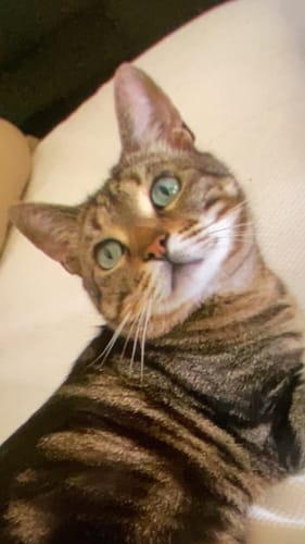 Avis photo d'un client sur Croquettes Chat Stérilisé Sans Céréales - Saumon