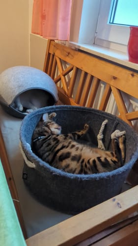 Customer photo review of Patsli Belly