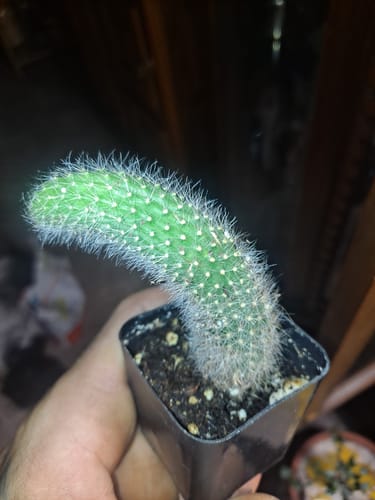 Customer photo review of Cleistocactus colademononis | Monkey Tail Cactus