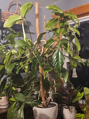 Customer photo review of Fungus Gnat Death Drops
