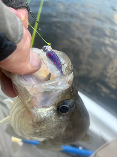 Customer photo review of Purple Haze