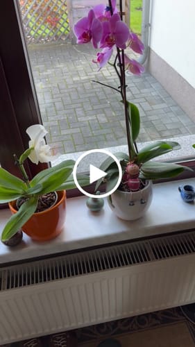 Customer video review of Table Dance Banana Chocolate mit schokoladenbraunen Blüten und 3 Rispen