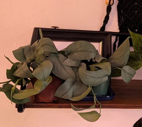 Customer photo review of Scindapsus pictus 'Platinum‘