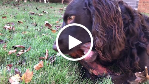 Customer video review of Smoked Beef Marrow Bone