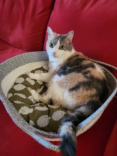Customer photo review of Instinct Basket | Handwoven & Chemical-Free Cat Territory (Small is out of stock so we're price matching the Large Instinct Basket)