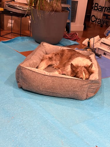 Customer photo review of Orthopedic Pet Bed, Pain Relief Soft Couch