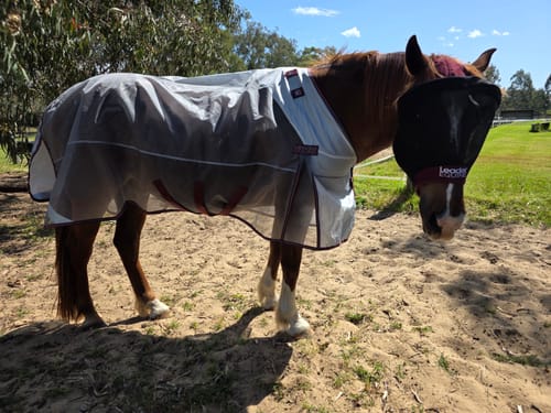 Elisa H. review of LE Defender Anti-Insect Fly Rug image 1 out of 1
