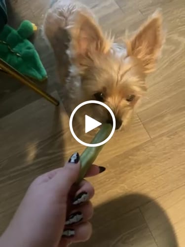 Customer video review of 4-Stick Yak Chew Pack – Mint, Banana, Strawberry & Pumpkin