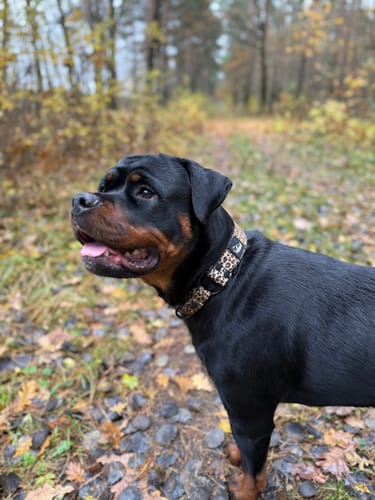Customer photo review of Szeroka obroża półzaciskowa - Martingale Leopard