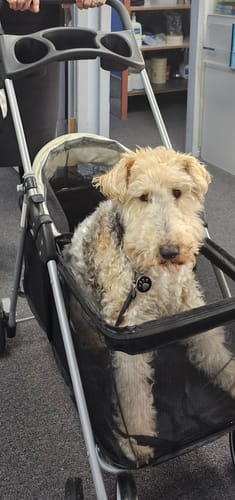 Customer photo review of Compact & Comfortable Pet Stroller