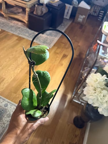 Customer photo review of Hoya kerrii