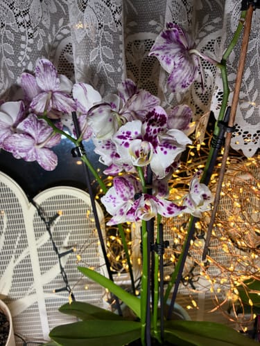 Customer photo review of Große Two of Us Marrakesh mit gefleckten Blüten und 4 Rispen