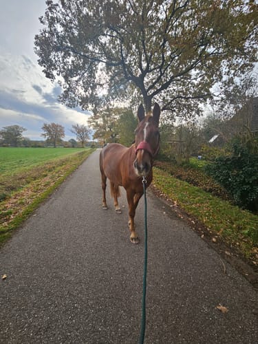 Customer photo review of Strotonin Horse Support