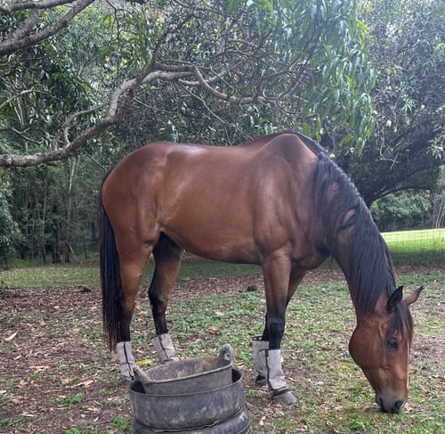 Ange G. review of Curragh Carron Oil image 1 out of 1