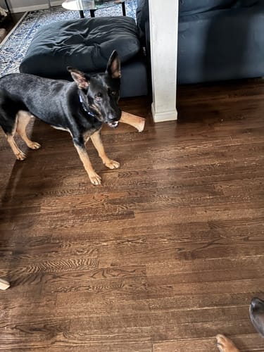 Customer photo review of Smoked Beef Marrow Bone