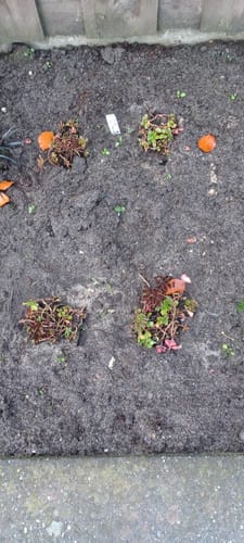 Customer photo review of Roze vetkruid - Sedum spurium 'Schorbuser Blut'