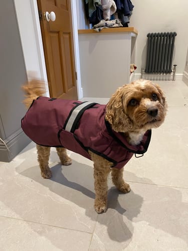 Customer photo review of 3-in-1 Dog Coat