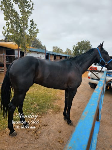 Jodie W. review of GNF - Gut Nutrition Formula image 1 out of 1