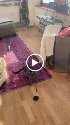 Customer video review of Interactive Bird Simulation Cat Toy Set
