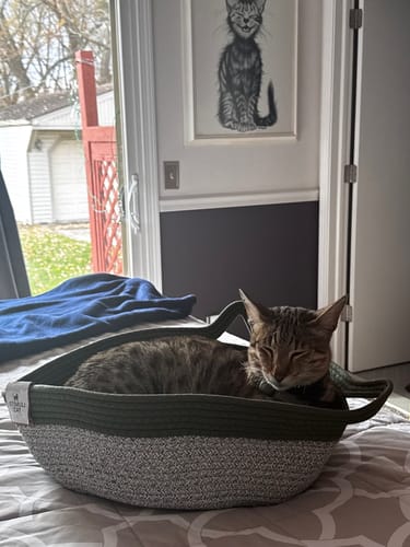 Customer photo review of Instinct Basket | Handwoven & Chemical-Free Cat Territory