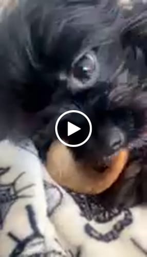 Customer video review of Smoked Beef Marrow Bone