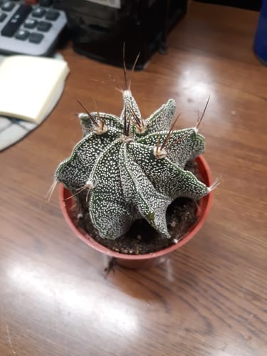 Customer photo review of Astrophytum ornatum | Star Barrel Cactus