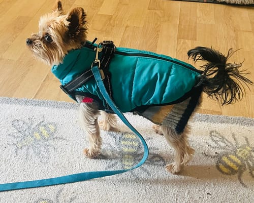 Customer photo review of Wintro - Quilted Waterproof Dog Coat with Harness Built In