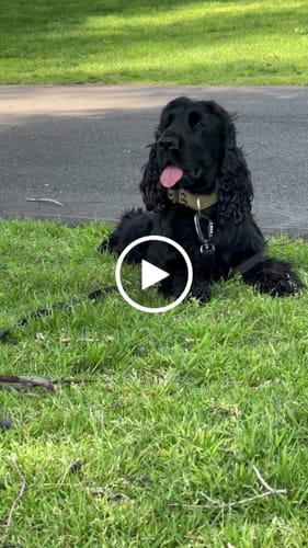 Customer video review of SUPATUFF® Strong Dog Collar - Desert Wolf (Regular Fit)