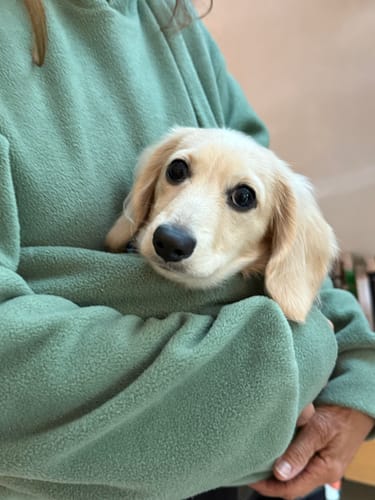 Customer photo review of Fleece Kangaroo Hoodie - Olive – 2-15 lbs / 1-7 kg (Autumn/Winter)