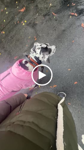 Customer video review of WagWellies® by wagwear