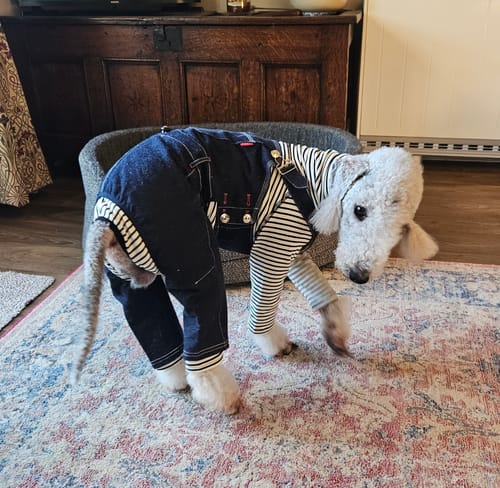 Customer photo review of Denim Dog Overalls Set