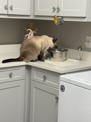 Customer photo review of Stainless Steel Cat Water Fountain