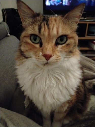 Gros plan sur le magnifique chat calico d'une cliente, qui semble alerte et en bonne santé.