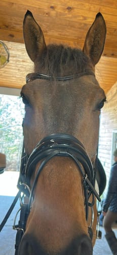 Customer photo review of Solo Lydia Snaffle