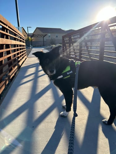 Customer photo review of Tierhood ™ No Pull Harness