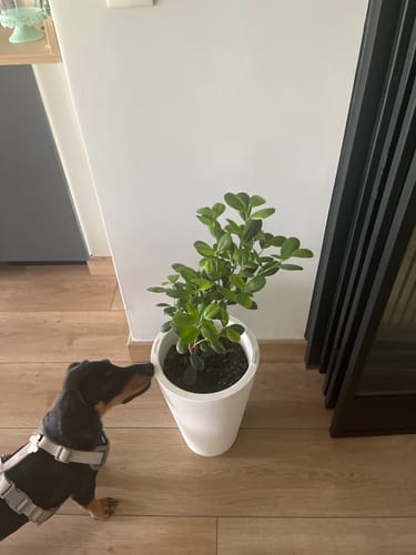 Customer photo review of Macetero Cono Blanco