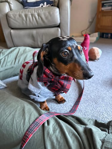 Reviewer's miniature dachshund wearing the red tartan bow tie and harness from the Trail & Glow bundle set.