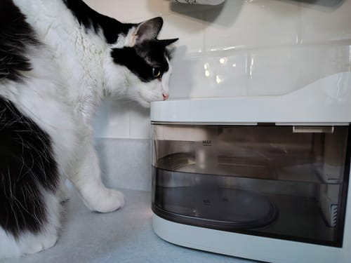 Customer photo review of Wireless Weight-Sensing Pet Fountain