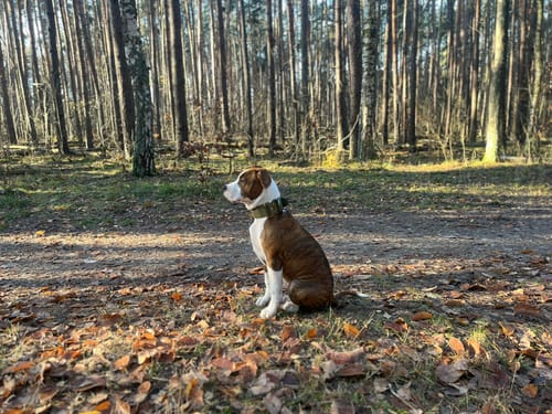 Customer photo review of 5cm Lighter Combat® Collar | With Handle Secure Clip - Khaki x Khaki