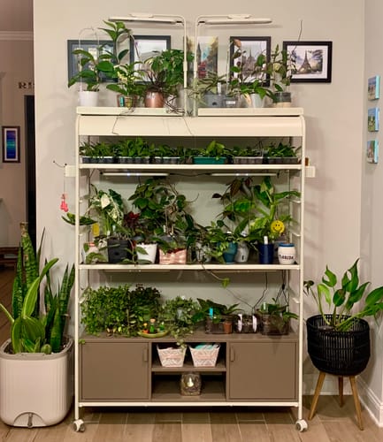 Customer's large collection of healthy houseplants on a multi-level shelving unit with grow lights, nourished by the Plant Food.
