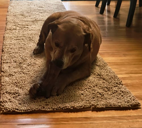 Customer's brown dog lying on a shaggy rug, intently chewing on a Smoked Beef Marrow Bone.