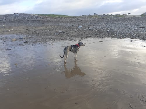 Customer photo review of Sighthound Escape Proof Harness