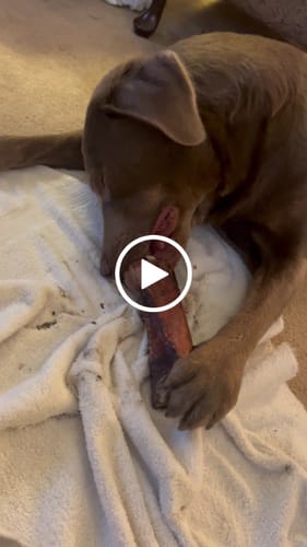 Customer video review of Large Dog Black Friday Bundle II (4x 5oz Jerky Bags + 4x LARGE Smoked Marrow Bones)