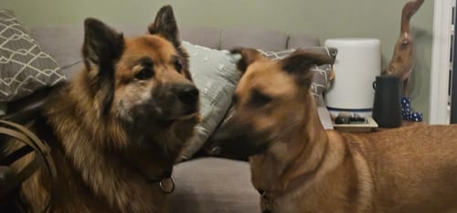 Customer's two large shepherd-mix dogs, mentioned in the review for the Pig Ears, sitting together indoors.