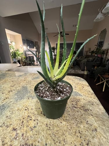Customer's Aloe ‘Solar Flare’ plant with a glowing yellow center and green leaves in a pot on a counter.