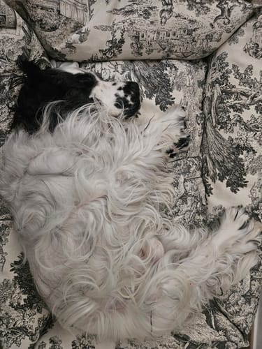 Customer photo review of Divanetto Panama Premium Toile de Jouy Antracite