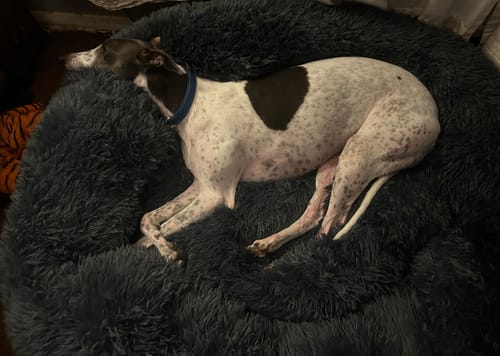 Customer photo review of GIANT Super Plush Donut Bed