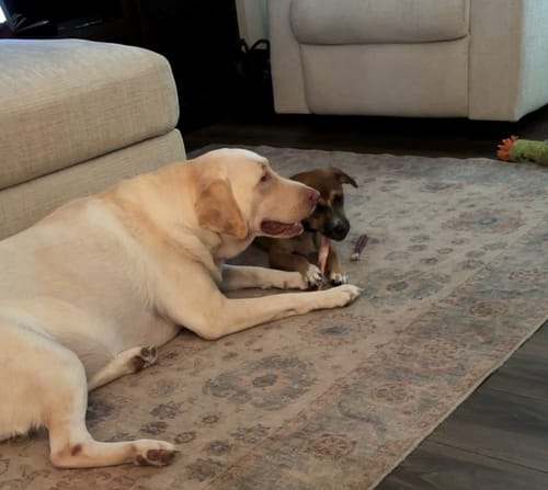 A reviewer's large yellow dog and small brown puppy lying together on a rug with a 6 Inch Bully Stick.