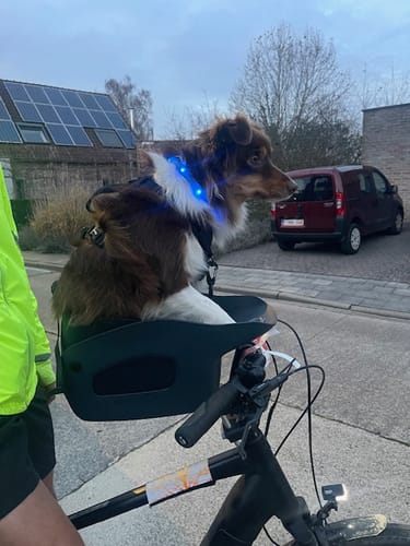 Customer photo review of Kvisp Dog Bike Carrier